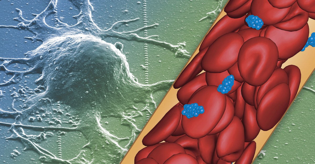 Nervenzellen und Blutfluss