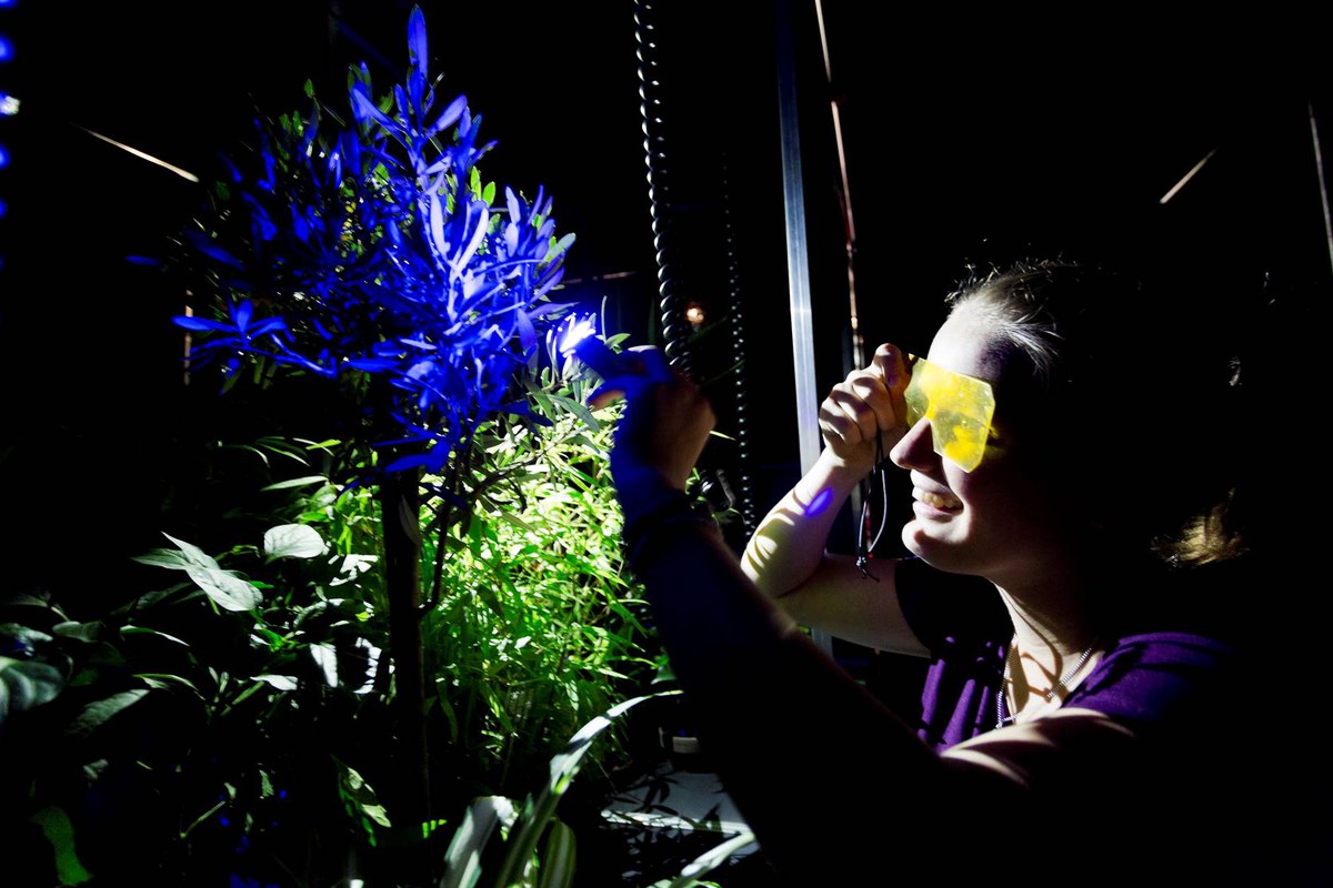 Eine junge Frau betrachtet das Fluoreszenzlicht eine bläulich aussehende Pflanze mit einer Art Taschenlampe