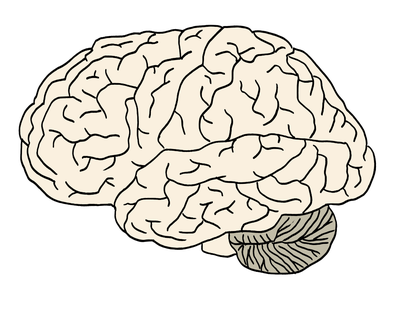 Gehirn.png