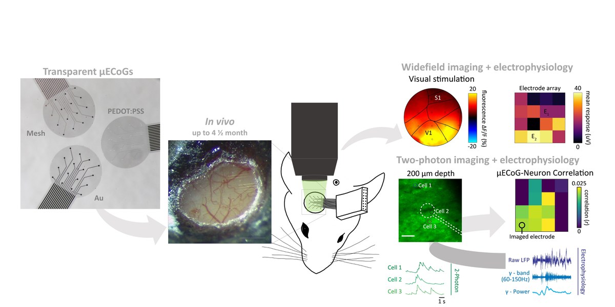 Validation of transparent and flexible neural implants for simultaneous electrophysiology, functional imaging, and optogenetic